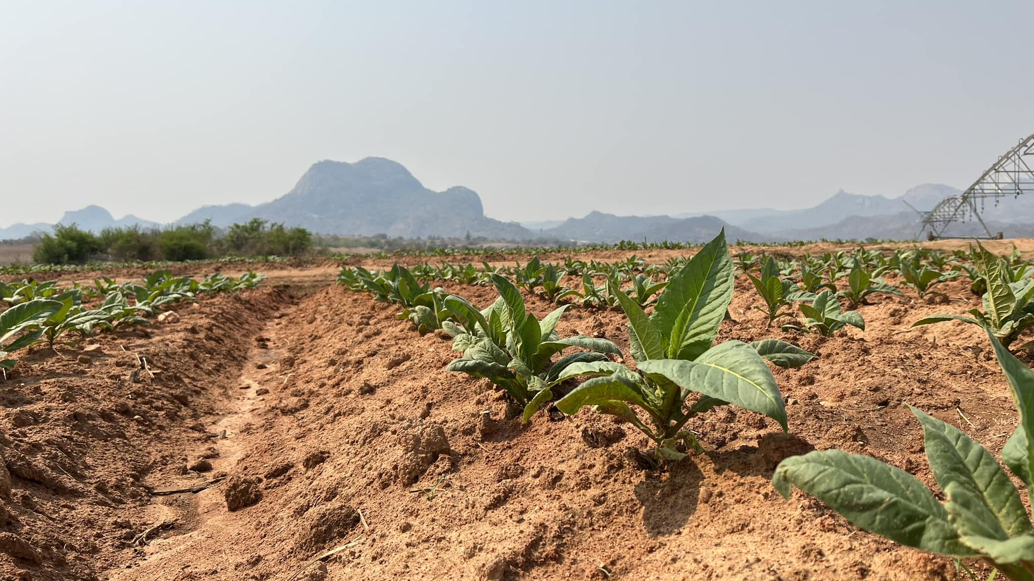 Zimbabwe field